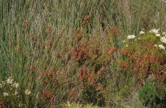 Erica curviflora curviflora
