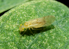 Xanthocaecilius sommermanae