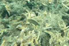 Halichoeres melanurus