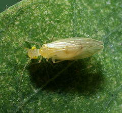 Xanthocaecilius sommermanae
