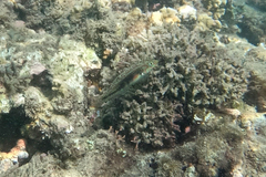 Halichoeres miniatus