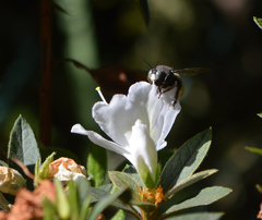 Xylocopa tabaniformis illota