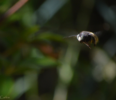 Xylocopa tabaniformis illota