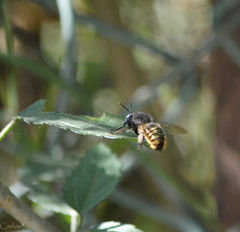 Xylocopa tabaniformis illota