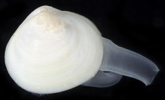 Kellia laperousii