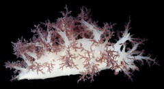 Dendronotus rufus