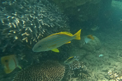 Plectorhinchus chrysotaenia