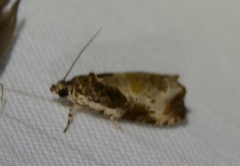 Olethreutes connectum
