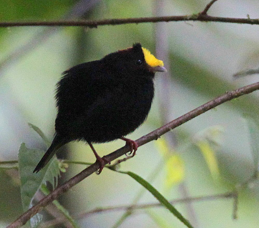 Golden-winged Manakin photo