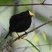 Golden-winged Manakin - Photo (c) Carmelo López Abad, some rights reserved (CC BY-NC), uploaded by Carmelo López Abad