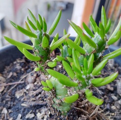 Austrocylindropuntia