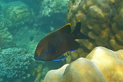 Plectroglyphidodon apicalis