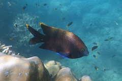 Plectroglyphidodon apicalis