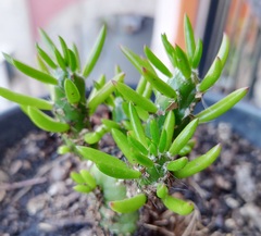 Austrocylindropuntia
