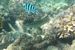 Stethojulis strigiventer