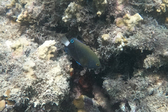 Pomacentrus chrysurus