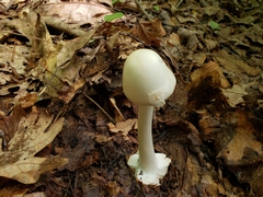 Amanita aestivalis