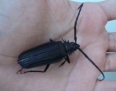 Derobrachus inaequalis