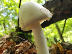Amanita aestivalis