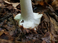 Amanita aestivalis