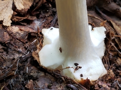 Amanita aestivalis