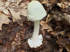 Amanita aestivalis