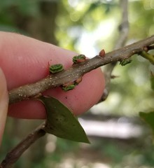 Kokkocynips difficilis