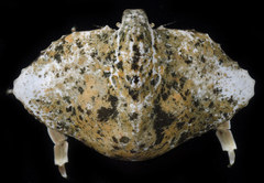 Cryptolithodes typicus