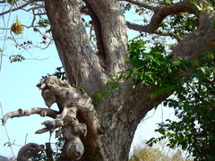 Pterocarpus acapulcensis