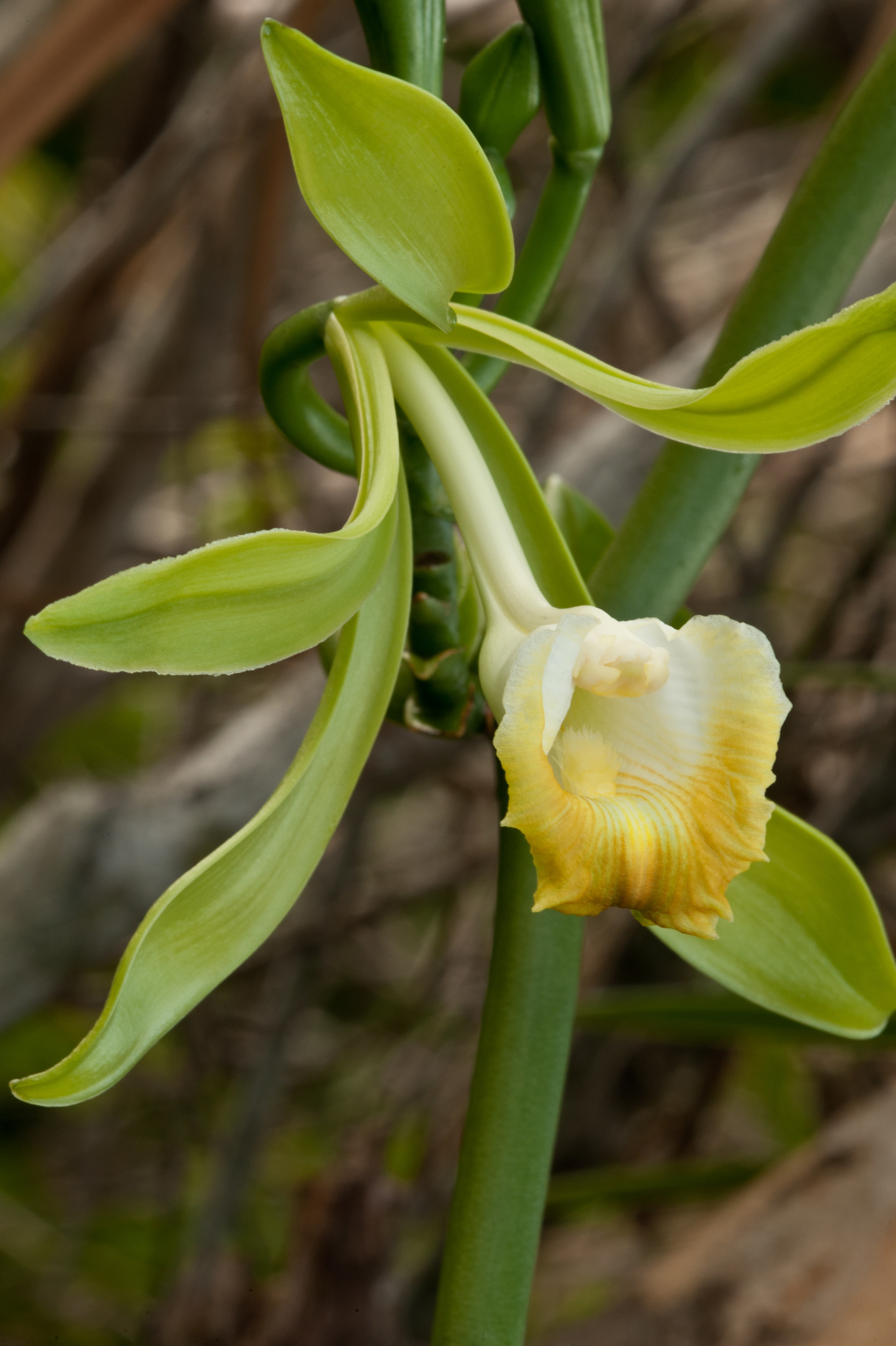 Vanilla phaeantha