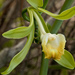 Leafy Vanilla - Photo (c) Keith Bradley, some rights reserved (CC BY-NC), uploaded by Keith Bradley