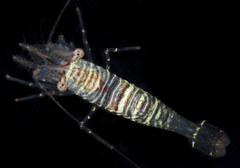 Heptacarpus pugettensis