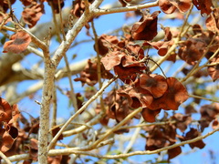 Pterocarpus acapulcensis