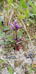 Gentianella propinqua propinqua