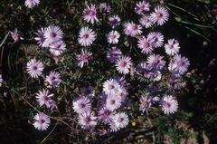 Lampranthus leptaleon