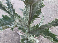 Onopordum acanthium acanthium