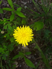 Taraxacum officinale