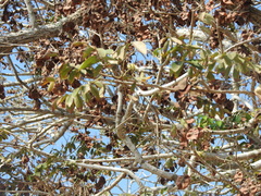 Pterocarpus acapulcensis
