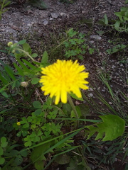 Taraxacum officinale