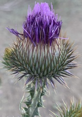 Onopordum acanthium acanthium