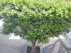 Macadamia integrifolia