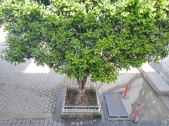 Macadamia integrifolia