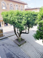 Macadamia integrifolia