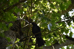 Corvus monedula