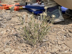 Brickellia oblongifolia