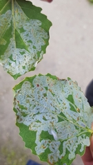 Phyllocnistis labyrinthella