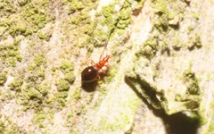 Loricula elegantula