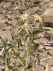 Brickellia oblongifolia