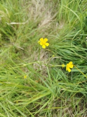 Ranunculus acris acris