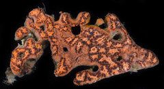 Distaplia occidentalis